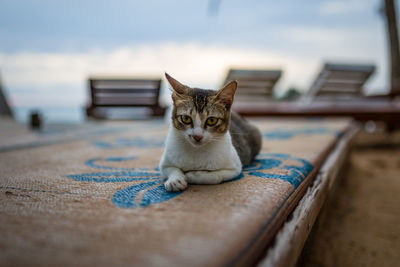 Portrait of cat sitting on mat