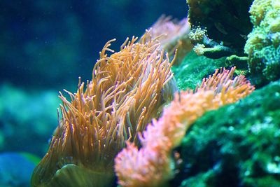 Close-up of coral in sea