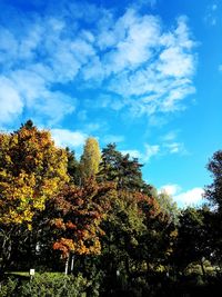 Low angle view of trees against sky during autumn