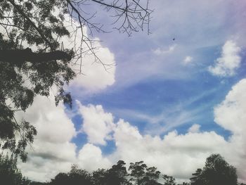 Low angle view of trees against sky