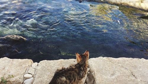 High angle view of horse on rock at shore