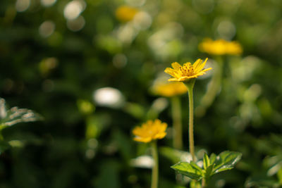 Yellow petals of creeping daisy on green leaves as singapore daisy, trailing daisy, rabbits paw