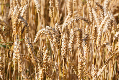 Close-up of wheat growing on field