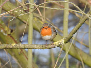 Close-up of bird perching on branch