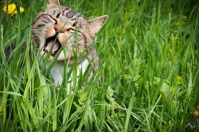 Tiger amidst plants on field