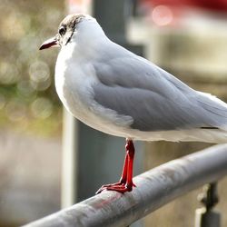 Close-up of seagull perching on railing