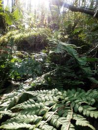 Close-up of fresh green plants in forest