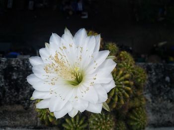 Close-up of white flowering plant