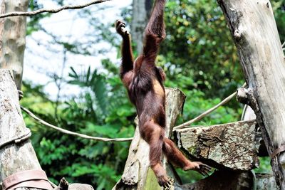 Monkey on tree trunk in zoo
