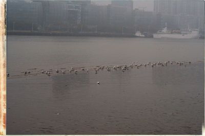 Flock of birds on beach