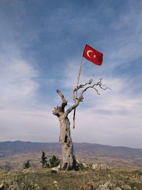Turkish flag on old tree