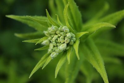 Close-up of plant