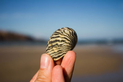 Close-up of hand holding shell