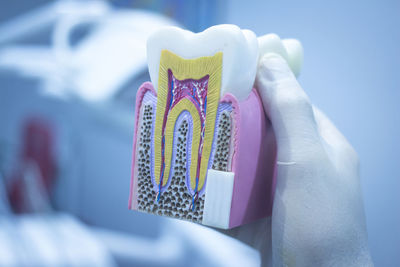 Cropped hand of dentist holding dental model in clinic 