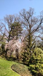 Trees on field against sky