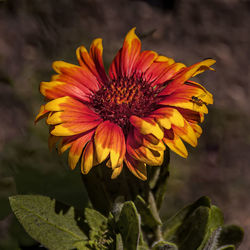 Close-up of yellow flower