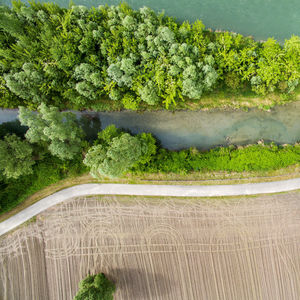 High angle view of corn on land