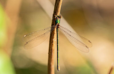 Close-up of dragonfly