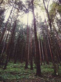 Low angle view of trees in forest