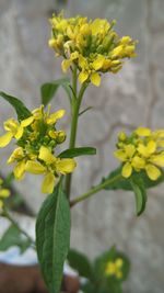 Close-up of yellow flowers