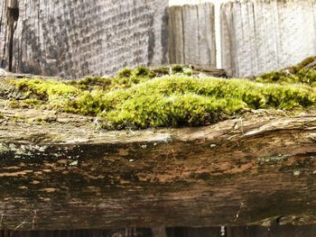 Close-up of moss growing on wall