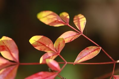 Close-up of autumn leaves