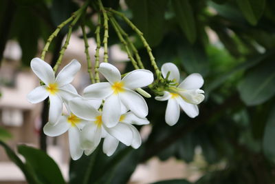 Close-up of white flowering plant