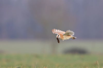 A barn owl with a vole