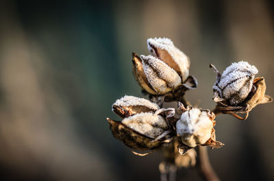 Close-up of flowers against blurred background