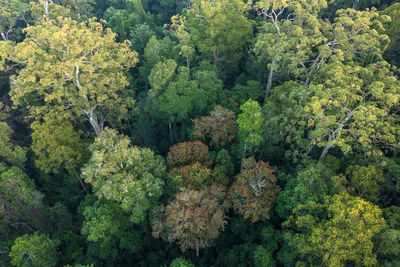 High angle view of trees in forest