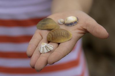 Close-up of person holding shell