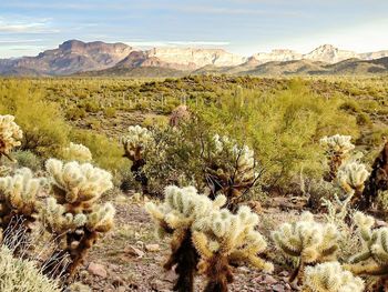 Scenic view of desert against sky