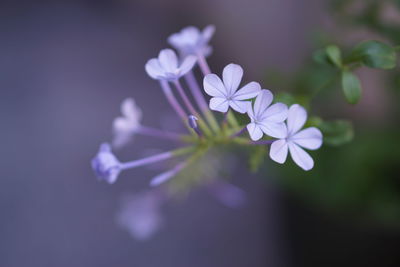 Close-up of purple flower