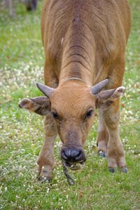 Cow grazing on grassy landscape