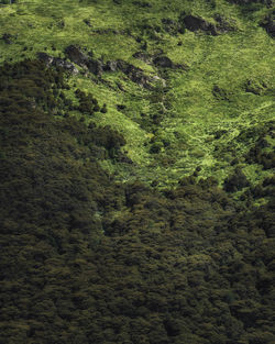 Full frame shot of trees in forest