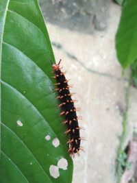 Close-up of insect on leaf