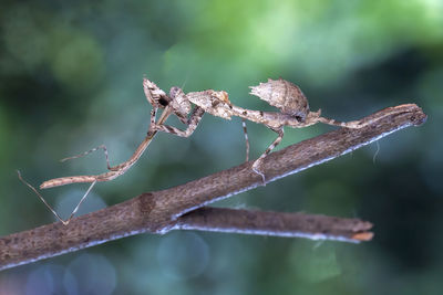 Close-up of insect on twig