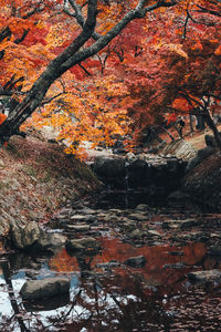 Trees and plants during autumn