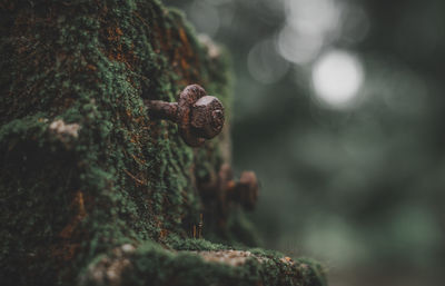 Close-up of mushroom growing on tree trunk