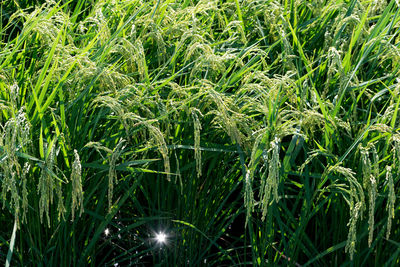 Full frame shot of corn field