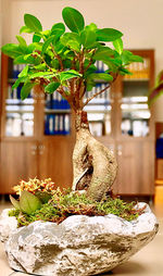 Close-up of potted plant on table at home