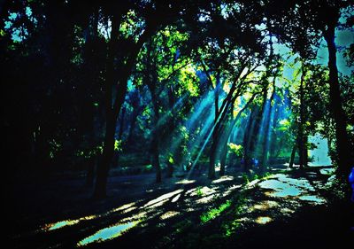 Road passing through trees