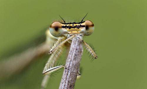 Close-up of damselfly on stick