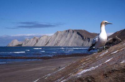 Seagull on a beach