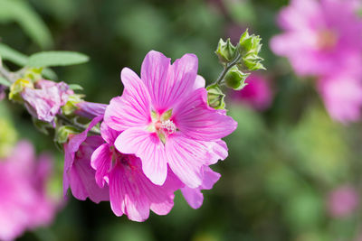 Close-up of pink flowering plant in park