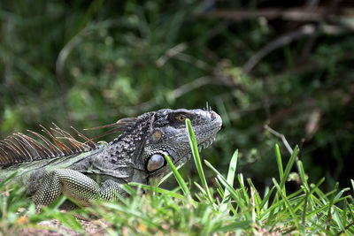 Close-up of lizard on land