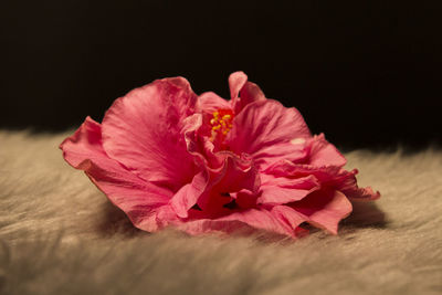 Close-up of pink rose flower against black background