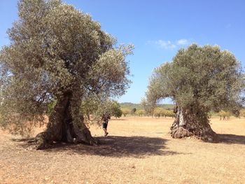 Trees growing in park