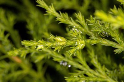 Close-up of wet plant leaves