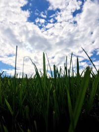 Close-up of wheat growing on field against sky